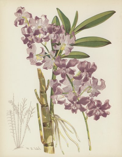 Dendrobium Superbiens door English School